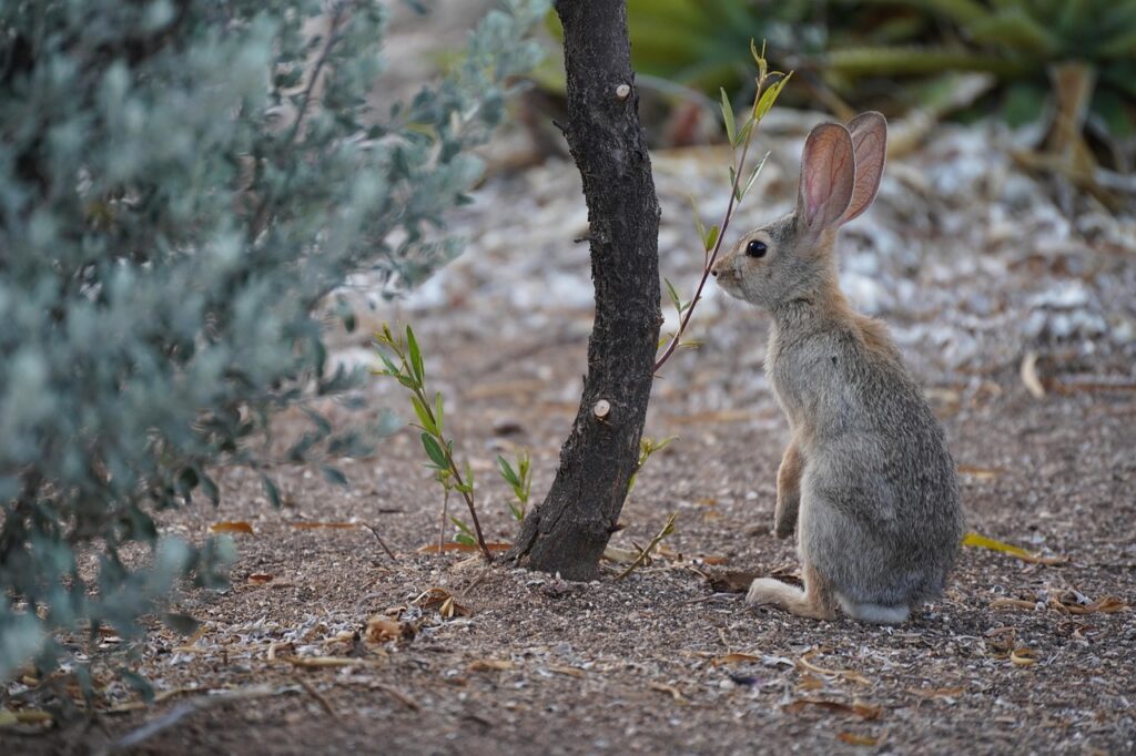 bunny in a desert