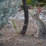 bunny in a desert