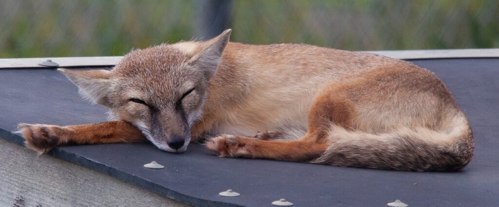 Asian Corsac Fox sleeping