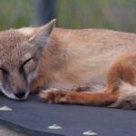 Asian Corsac Fox sleeping