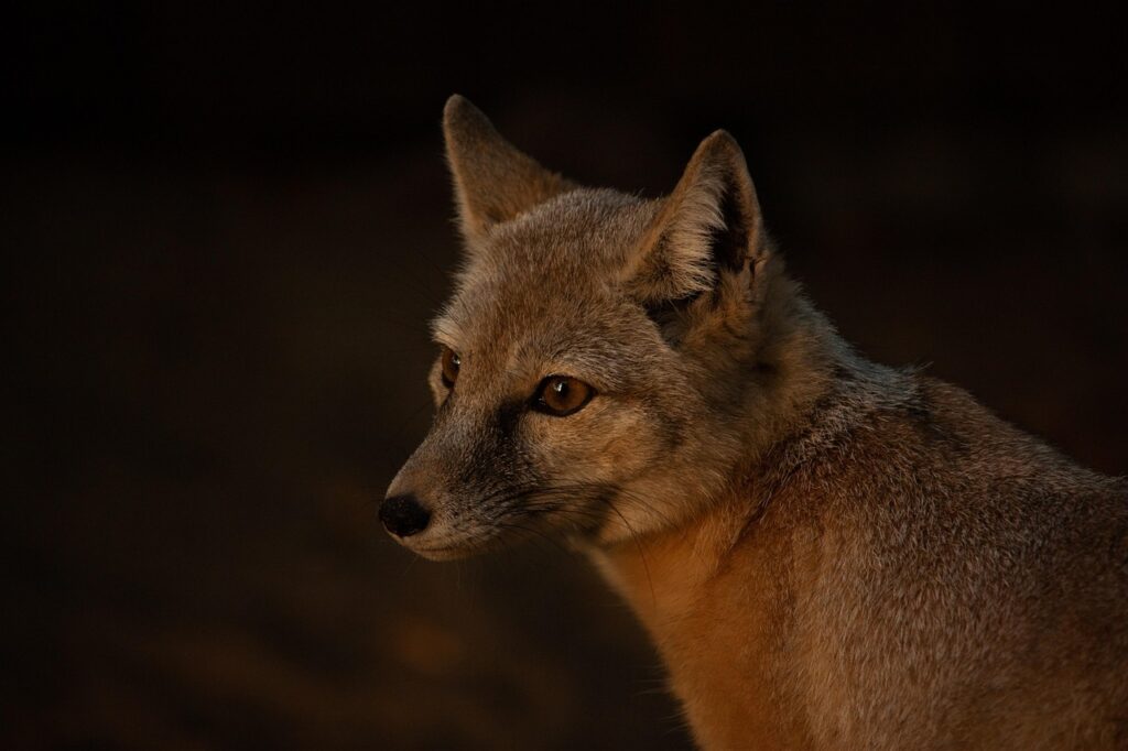 Young corsac fox