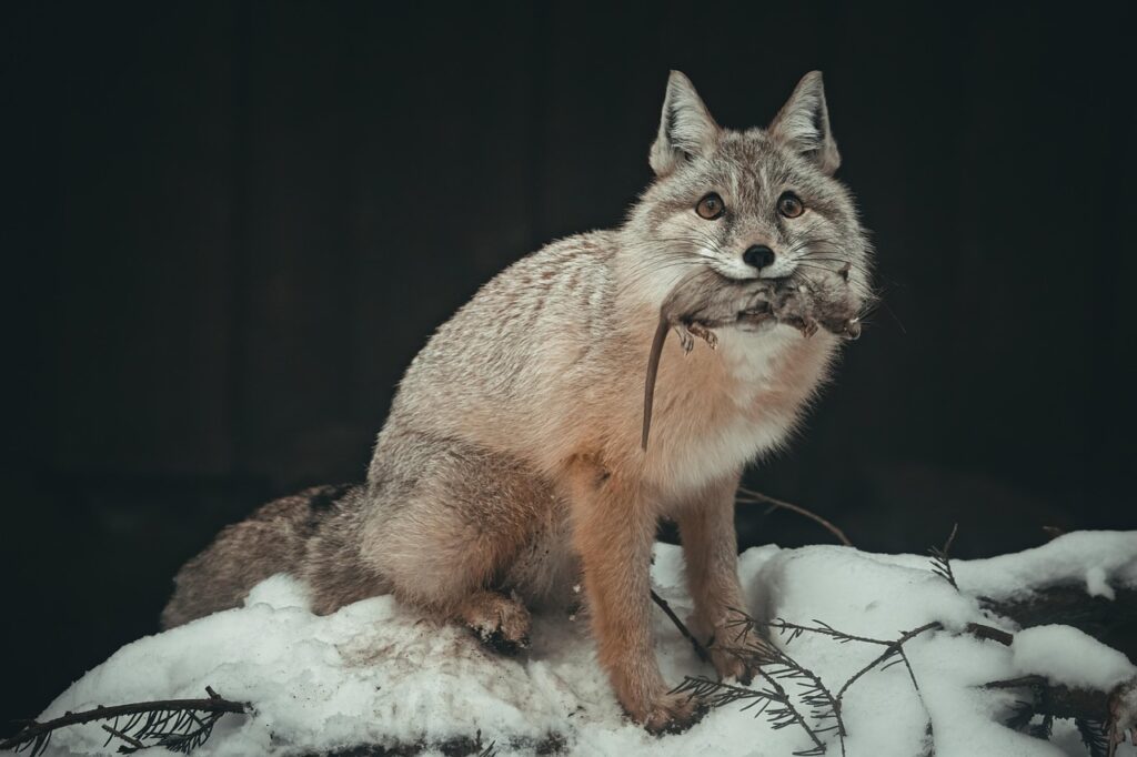 Corsac fox with mouse in mouth