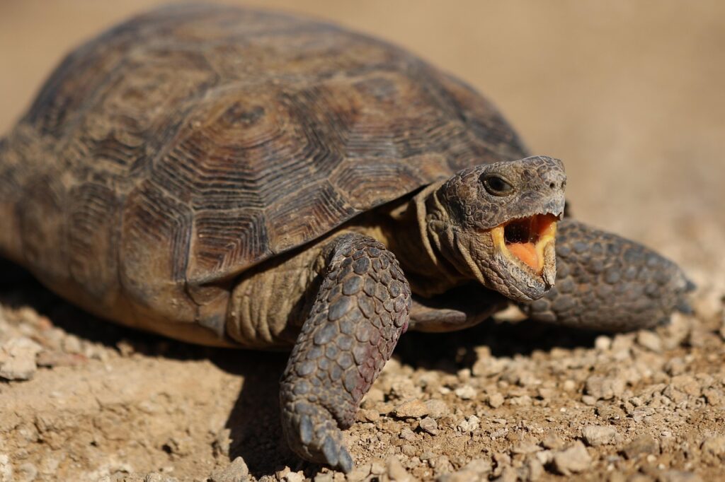 Big desert turtle with mouth open