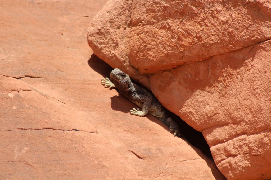 desert lizard under a rock