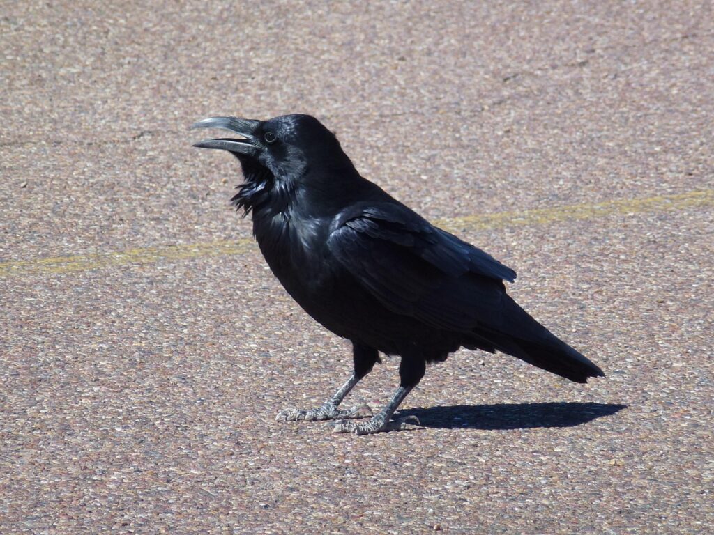 Desert crow in the street