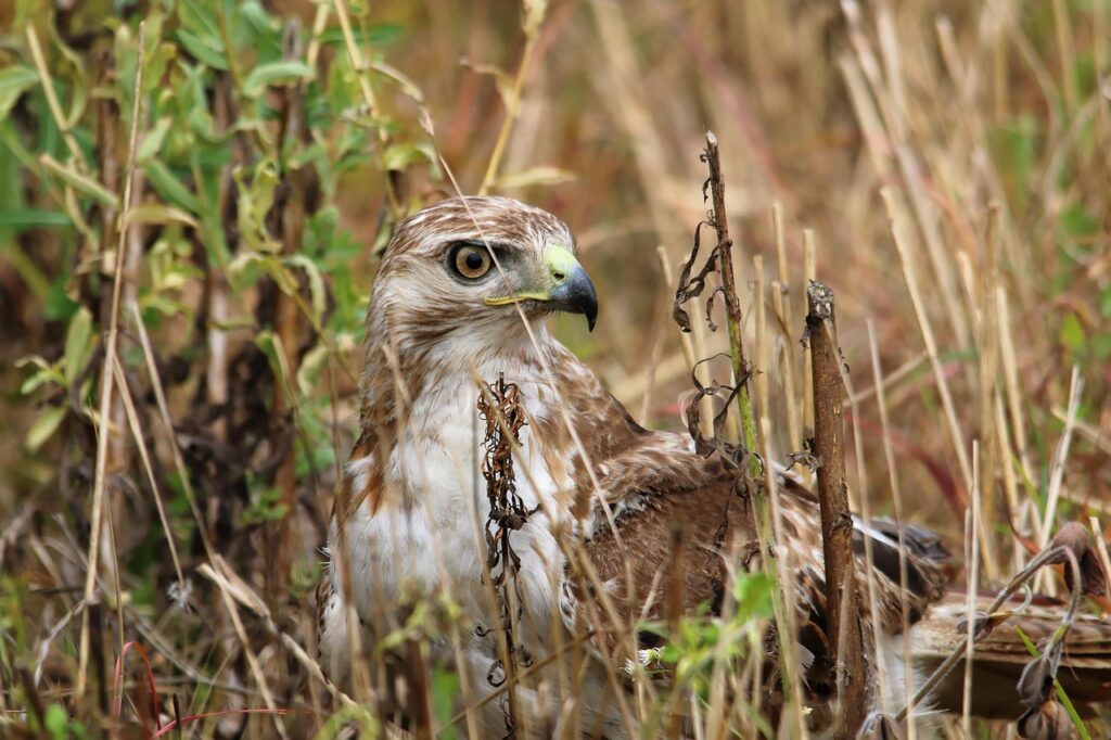 red-tailed hawk in a field