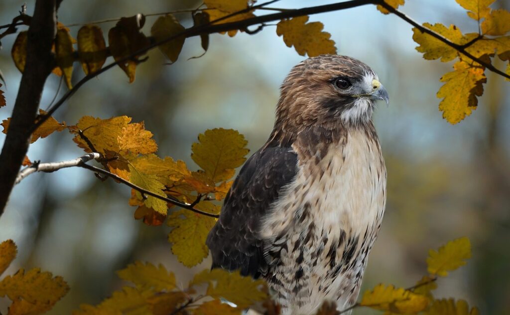 Red tailed hawk in a tree
