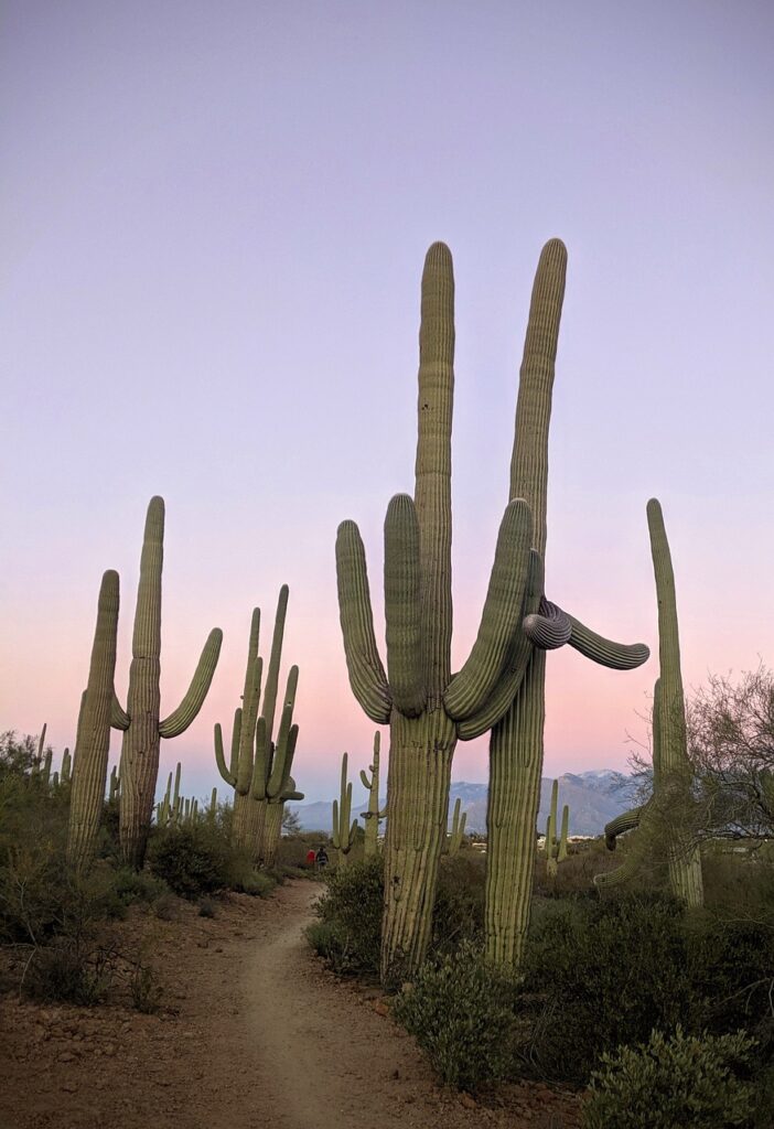 Multiple cacti in the desert.