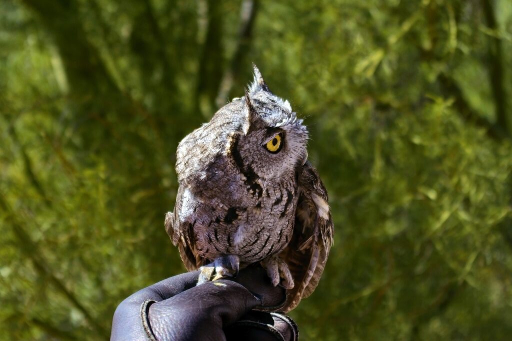 Owl standing on a hand